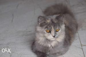 Persian cat grey female for doll face 1 year old healthy and