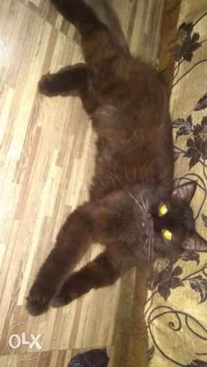 Persian cat male full black want to sell urgently