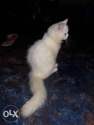 Persian cat male kitten