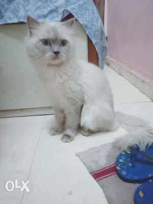 Persian cat only for sale urgently need to sell