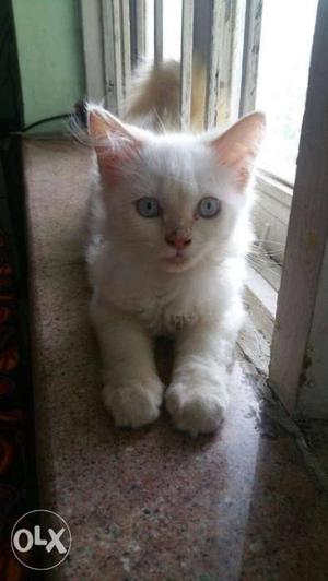 Persian cat...white broun colour