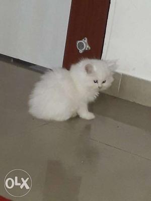 Persian cats 45 days old. Gender: both male