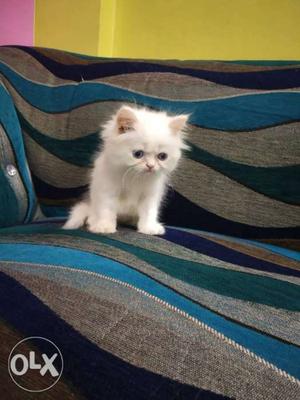 Persian hight breed kitten for sell