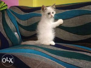 Persian himaliyan male kitten