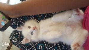 Persian kitten for sale anybody's interested