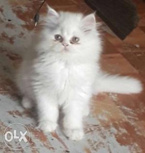 Persian kitten pure white pure breed kittens