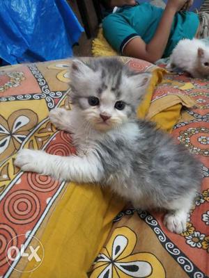 Persian kitten very playfull and healthy potty trained