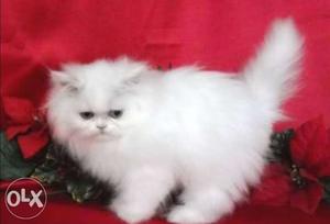 Persian kitten white pure persian breed