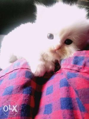 Persian kittens 1 mnth old...