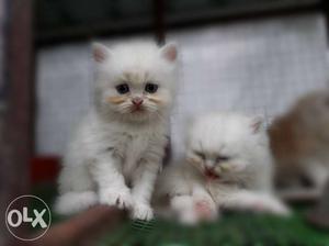 Persian kittens 45 dys old