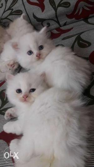 Persian kittens avaialable white and fawn color