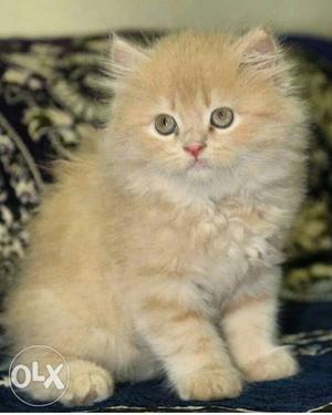 Persian kittens for sale each 10k good fur