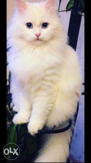 Persian male cat available for mating 1 year 5 months old