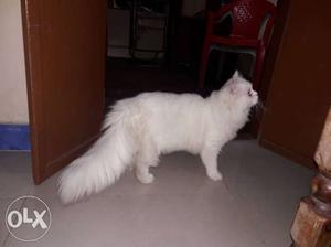 Persion.Cat.White.Male 10month.Old.