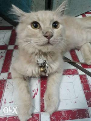Persion male cat. 8 months.. weight 4.5 kg. msg me for more