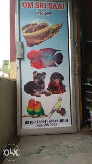 Pet shop opened in Nesapakkam near Bharat