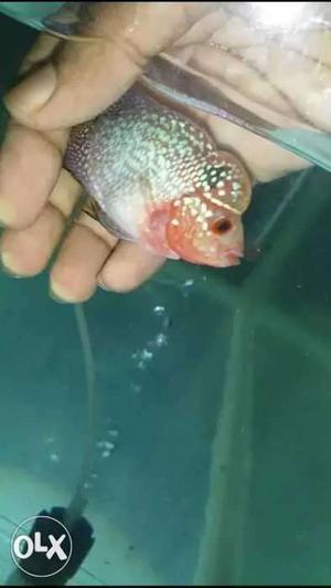 Pink And Beige Flowerhorn Cichlid