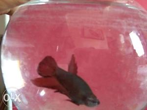 Plakat betta fish sales pair male and female 200 RS