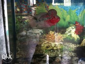 Profesnol fish tank and Gray And Red Flowerhorn Cichlid