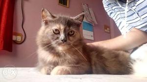 Pure Persian female 3 month old very loving and
