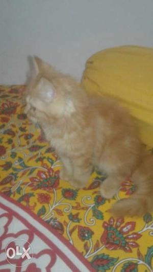 Pure Persian kitten long fur and healthy golden