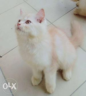 Pure Persian kitten very active and playfull