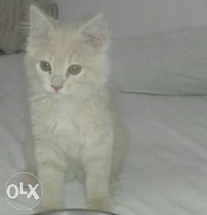 Pure Persian long white colour fur red nose