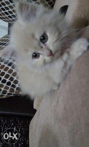 Pure persian cat. Only 2 months old. Available
