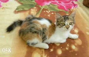 Pure pursian female cat 1.6 year old