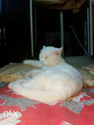 Pure white Persian cat.. 1year old male, potty