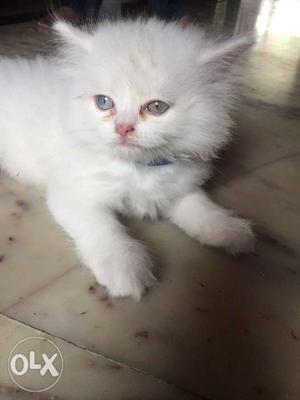 Pure white Persian kitten heavy size with best