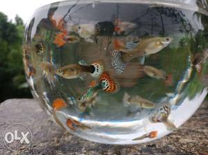 Quality mixed guppys (1 pair 30)