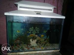 Real Fish Tank With White Cover