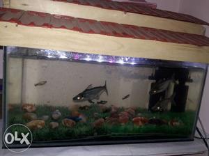 Rectangular Black Framed Fish Tank With Pet Fish