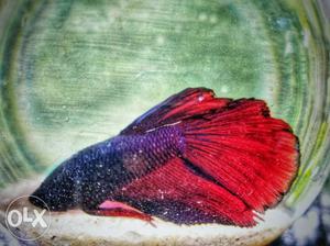 Red And Purple Betta Fish
