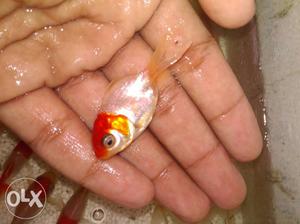 Red Cap Oranda gold available at wholesale rates