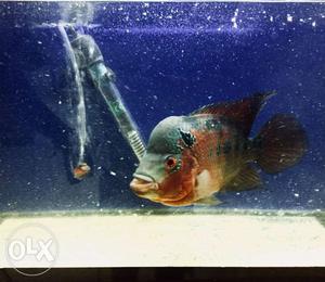 Red Dragon flowerhorn, Healthy