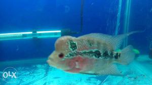 Red dragon flowerhorn available for sale..