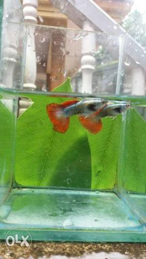Red dragon hd guppy pair for sale
