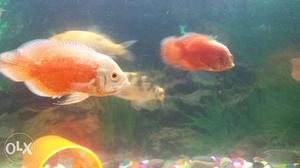 Red oscar fish 5 to 6 inch