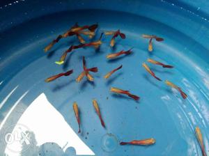 Red tail guppy 2 pair rs:60