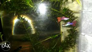 Red tail guppys.. pair 50rs.. no bargaining