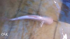 Rose shark 2 nos.1.5 feet long.urgent for sale.3 kg /1
