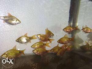 Rosy barb fish for sale. 80 for a pair.
