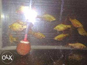 Rosy barbs fish for sale 120rs pair