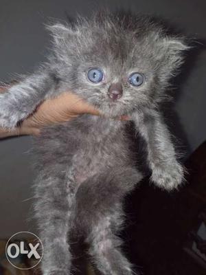 Russian blue kitten 4 sale male &female available