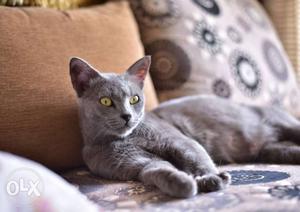 Russian grey cat.Female,Friendly nature, trained,