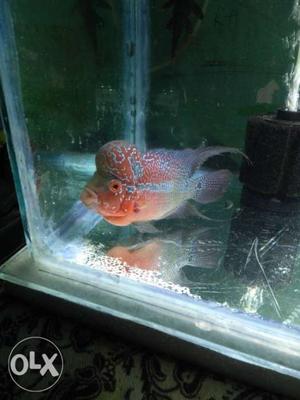 SRD Flowerhorn 6inch healthy