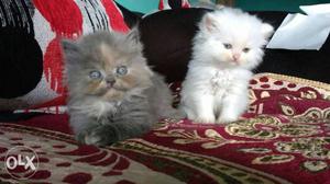 Sami punch male and female kittens. contact
