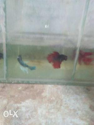 Set of 4 male betta fis with pot and medicine